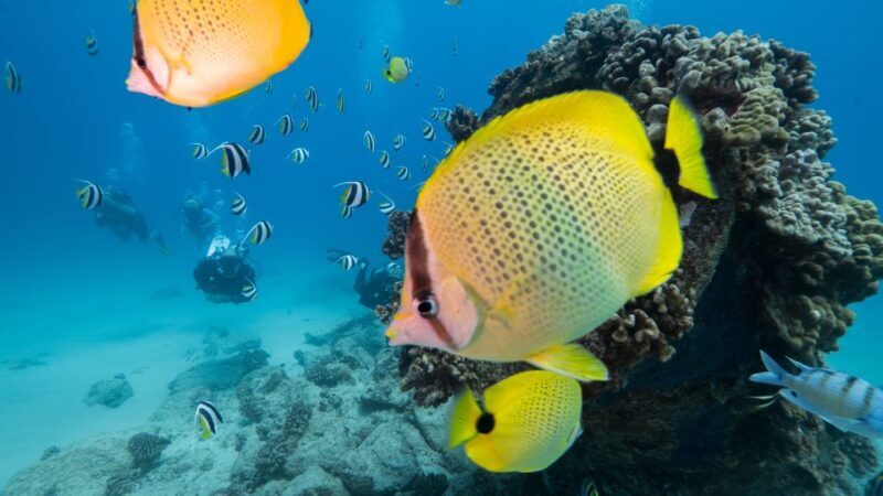 Oahu: Waikiki Discovery Scuba Diving for Beginners - Introduction
