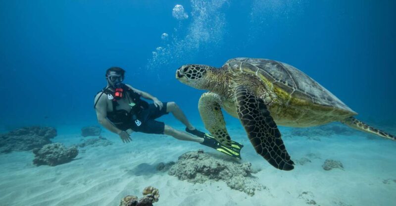 Oahu: Waikiki Discovery Scuba Diving for Beginners - The Value of This Experience