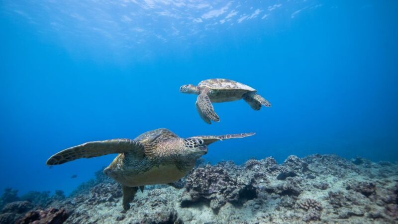 Oahu: Waikiki Discovery Scuba Diving for Beginners - Who Should Book This Tour?