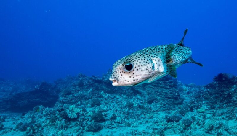 Oahu: Waikiki Discovery Scuba Diving for Beginners - FAQ