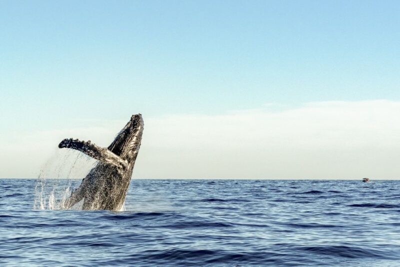 Oahu: Waikiki Eco-Friendly Morning Whale Watching Cruise - A Detailed Look at the Experience