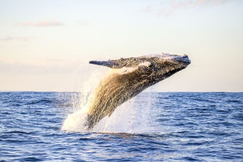 Oahu: Waikiki Eco-Friendly Morning Whale Watching Cruise - Why It Works for Different Travelers