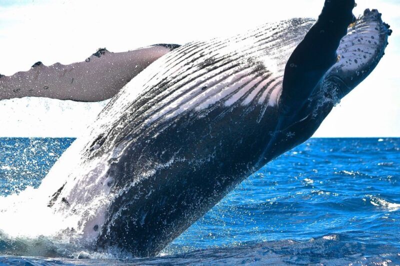 Oahu: Waikiki Eco-Friendly Morning Whale Watching Cruise - Final Thoughts