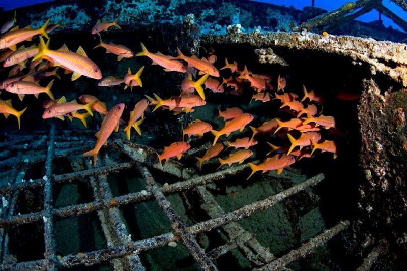 Oahu: Waikiki Submarine Tour - The Sum Up