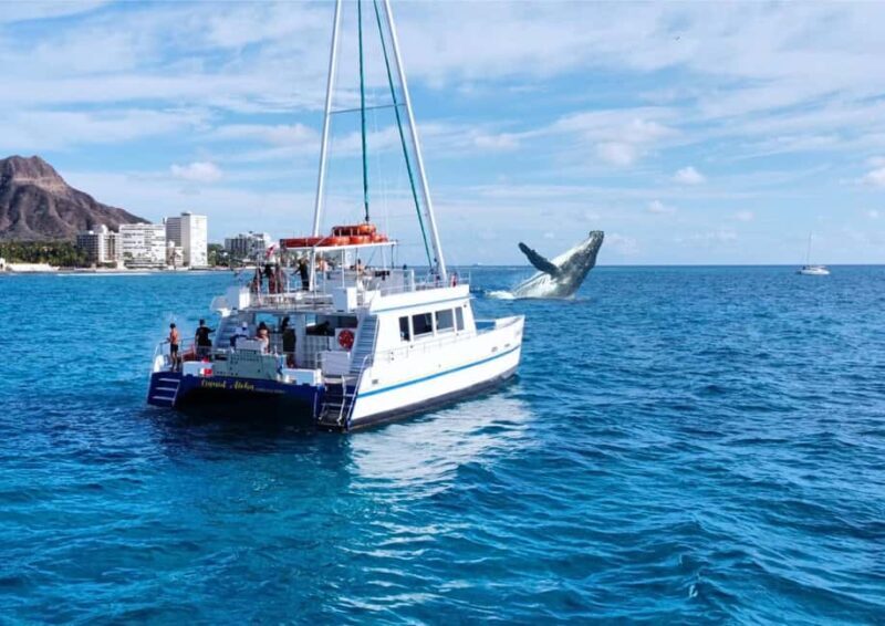 Oahu: Waikiki Whale Watching Cruise - A Close Look at the Experience