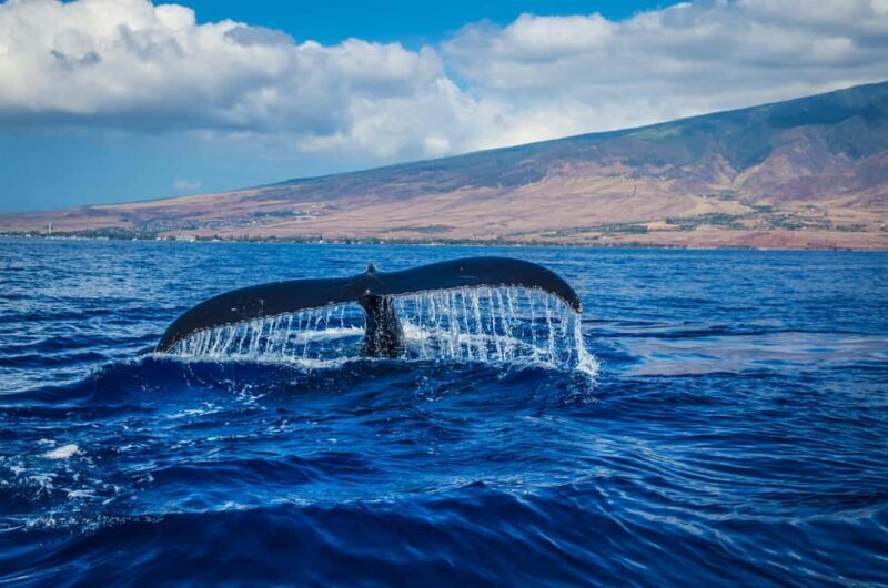Oahu: Waikiki Whale Watching Cruise - The Value Equation
