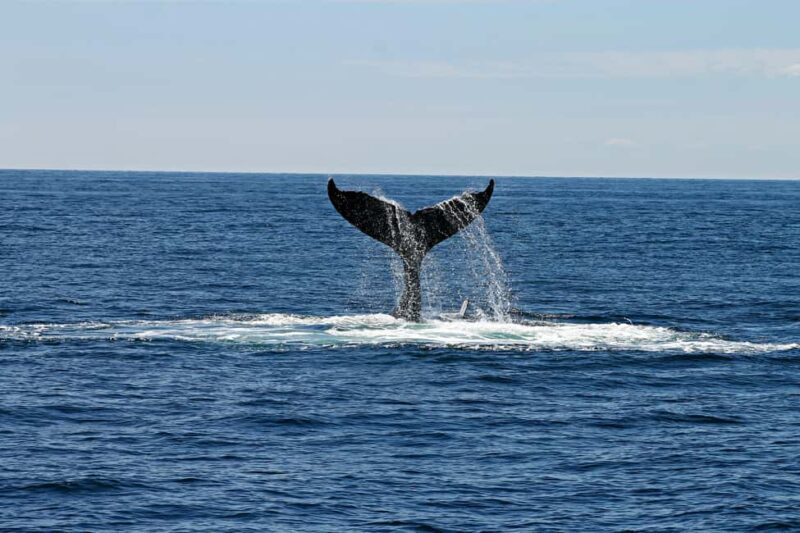 Oahu: Waikiki Whale Watching Cruise - Who Should Consider This Tour?