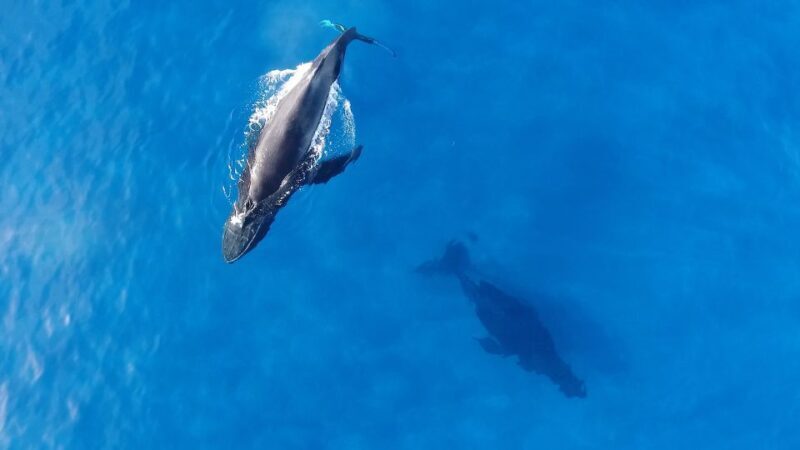 Oahu: Waikiki Whale Watching Tour-Donut and Coffee Included - Key Points