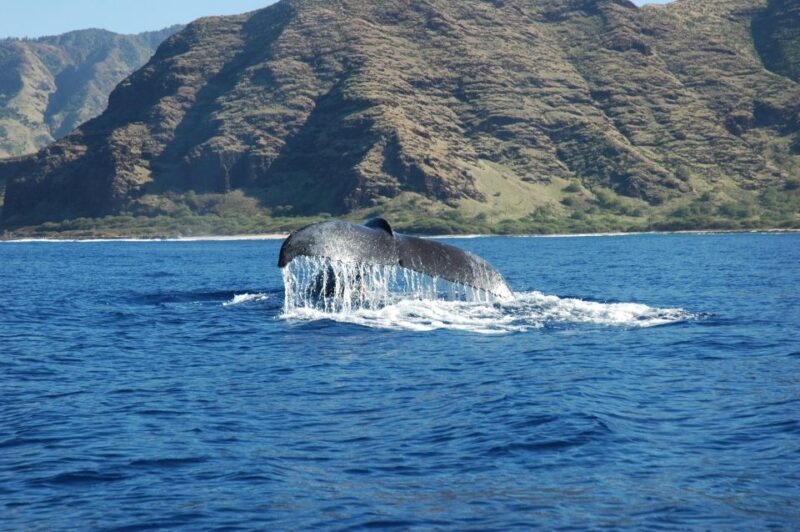 Oahu: Waikiki Whale Watching Tour-Donut and Coffee Included - An Honest Look at the Experience
