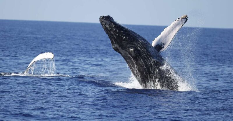 Oahu: Waikiki Whale Watching Tour-Donut and Coffee Included - Why This Tour Works for You
