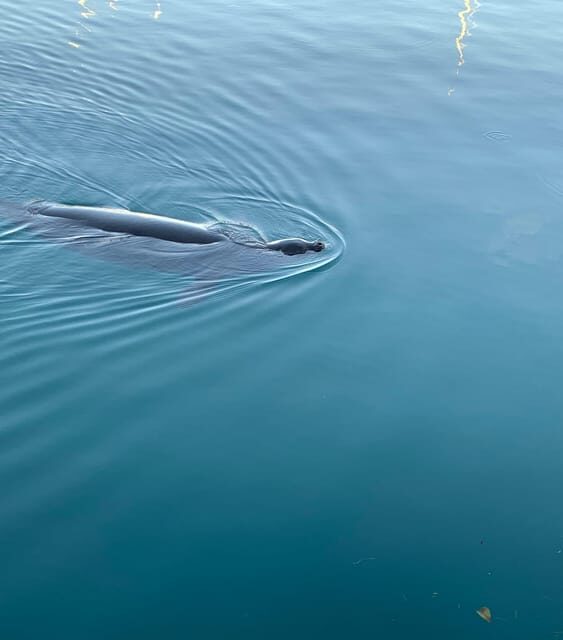 Oahu: Whale Sail Charter - An Introduction to the Whale Sail Charter