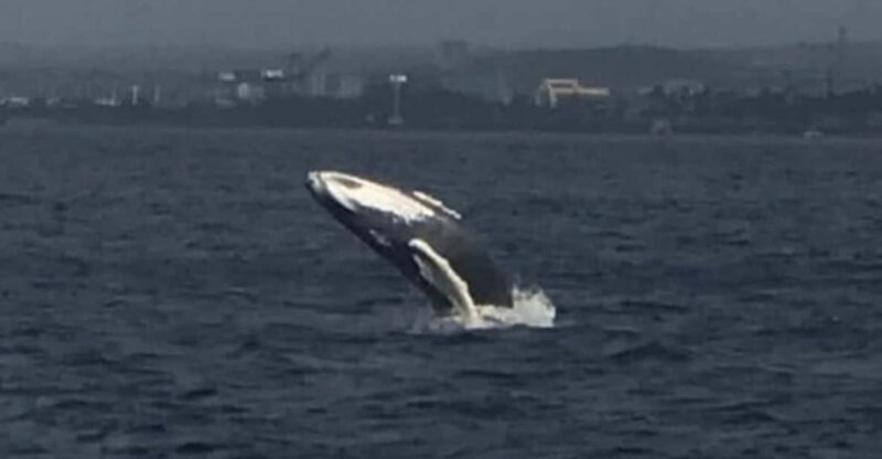 Oahu: Whale Sail Charter - Who Is This Tour Best For?