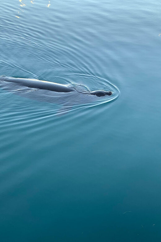 Oahu: Whale Sail Charter - The Sum Up