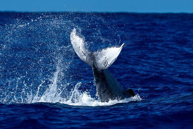 Oahu Whale Watch Tour & Waikiki Sunset Boat Tour - Key Points