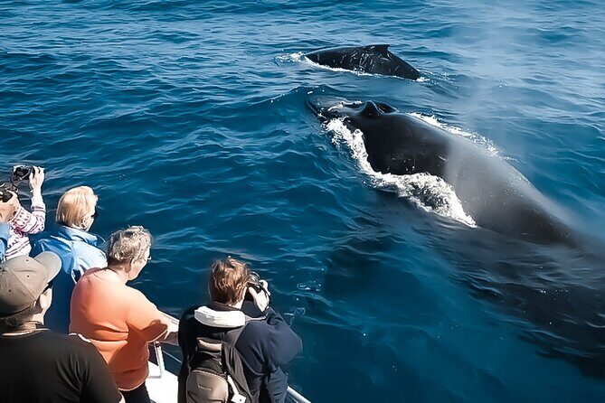 Oahu Whale Watch Tour & Waikiki Sunset Boat Tour - Overview of the Tour Experience