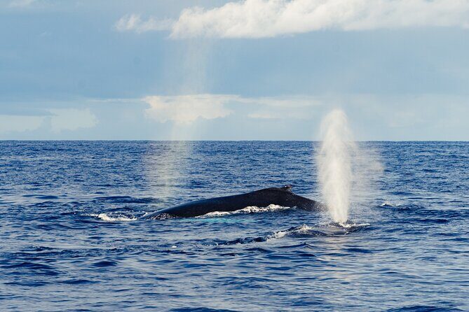 Oahu Whale Watch Tour & Waikiki Sunset Boat Tour - FAQ about the Oahu Whale Watch & Waikiki Sunset Boat Tour