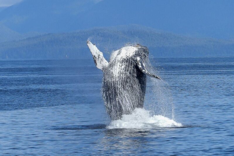 Oahu: Whale Watching Afternoon Sailing Cruise - Oahu: Whale Watching Afternoon Sailing Cruise — A Detailed Look