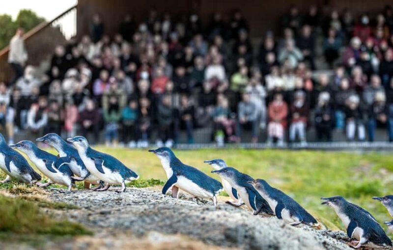 Oamaru: Penguins Evening Viewing Ticket - What Makes This Experience Special?