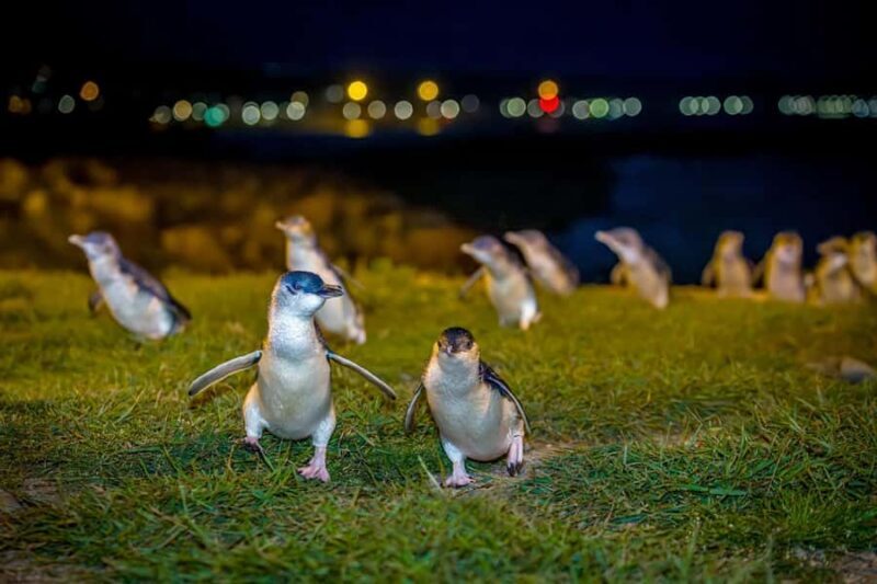 Oamaru: Penguins Evening Viewing Ticket - The Experience’s Value