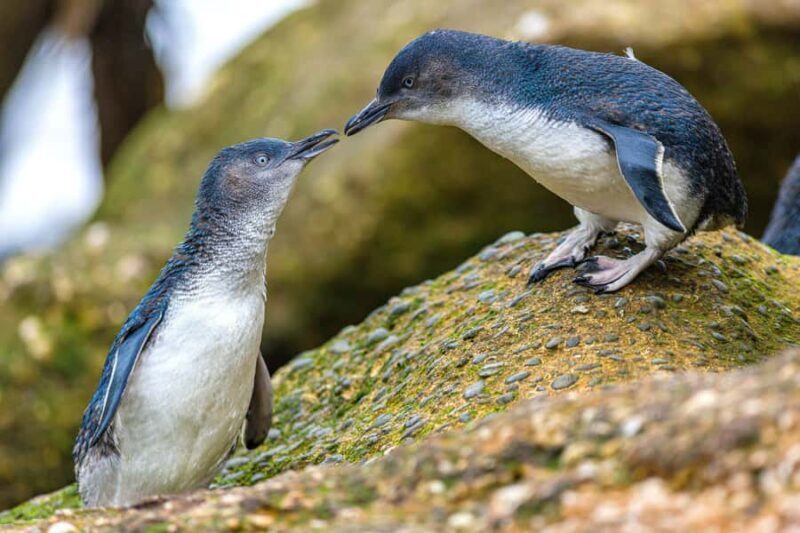 Oamaru: Penguins Evening Viewing Ticket - Practical Tips for Visitors