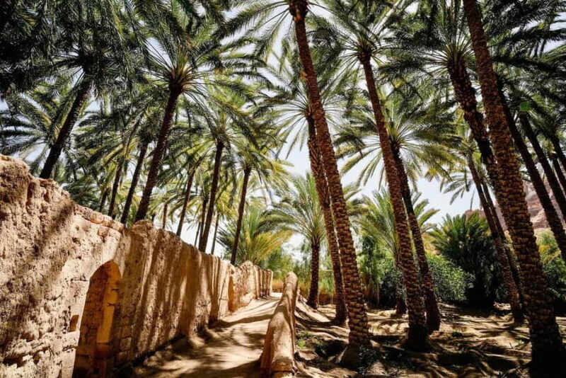 Oasis Adventure in Alula - Practical Details and Value