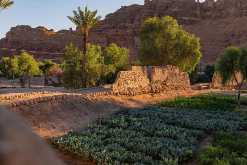 Oasis Adventure in Alula - The Authentic Experience