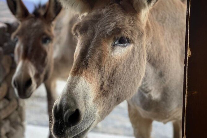 Oatman Old Western Town RT66 Museum Black Mountain Scenic Drive - Pricing and Value