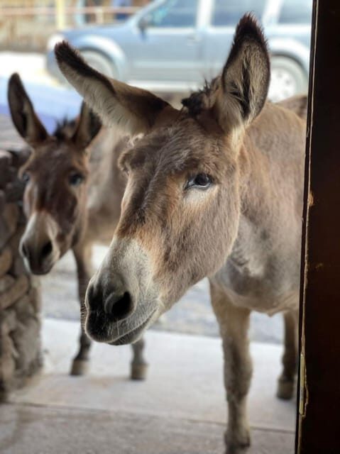 Oatman / RT66 3 in 1 Combo Tour - Who Will Love This Tour?