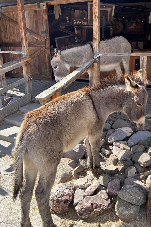 Oatman / RT66 3 in 1 Combo Tour - FAQs