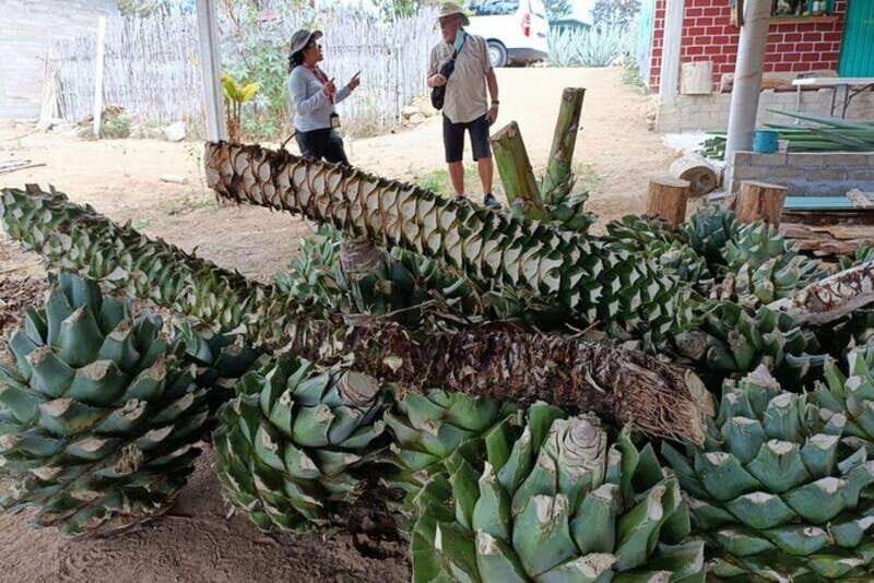 Oaxaca: Ancestral Mezcal Experience - Key Points