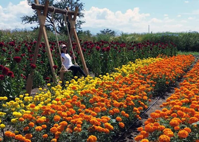 Oaxaca: Day of the Dead Altar Workshop with Meal - Who Should Consider This Tour?
