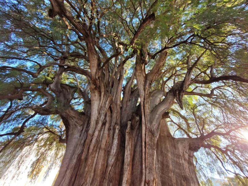 Oaxaca: Guided Bike Tour to the Largest Tree in the World - The Sum Up