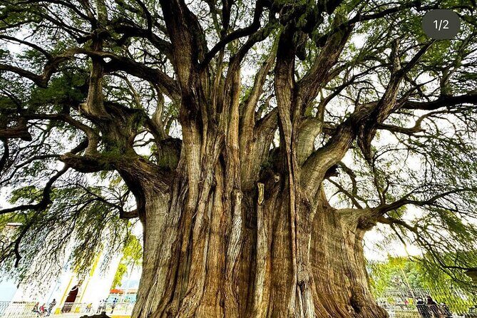 Oaxaca Hierve el Agua, Mitla, Teotitlán and Tule Tree - What the Reviews Say