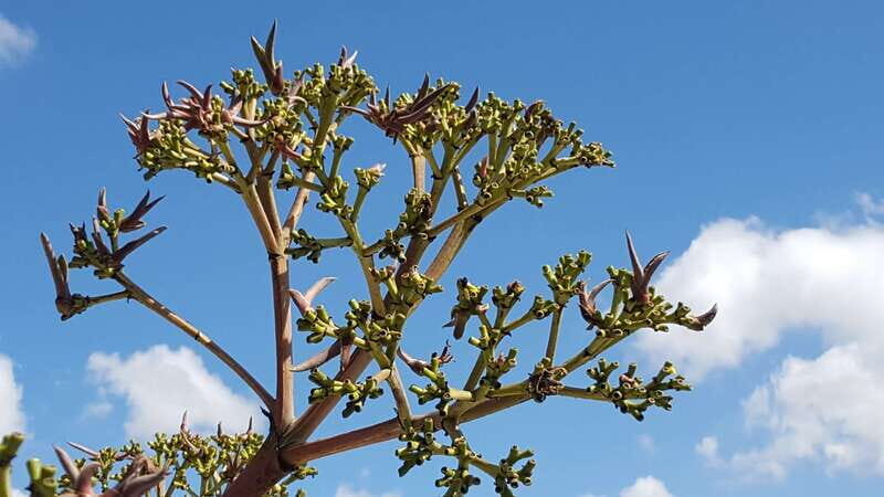 Oaxaca: Mezcal Adventure - Final thoughts: Is it worth it?