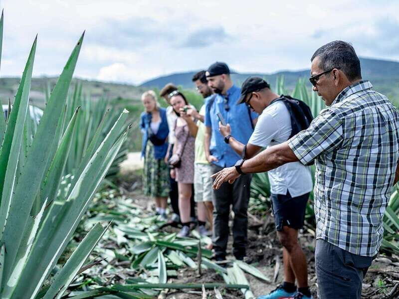 Oaxaca: Mezcal Distillery Tour with Tastings - Key Points
