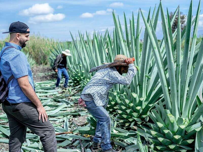 Oaxaca: Mezcal Distillery Tour with Tastings - Practical Tips for Visitors