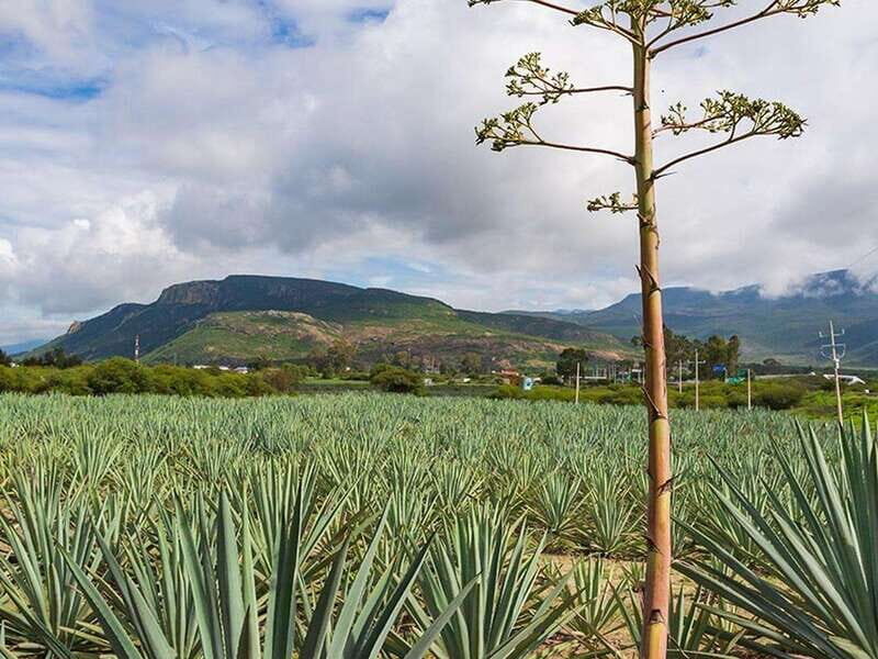 Oaxaca: Mezcal Distillery Tour with Tastings - The Sum Up