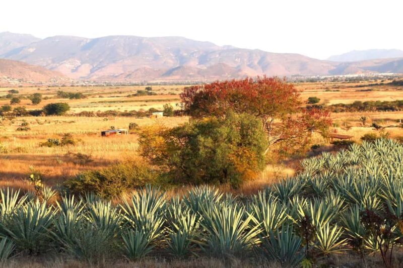 Oaxaca: Mezcal Tasting & Barrel Ride - Key Points