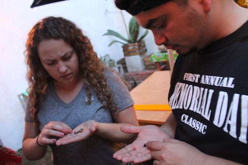 Oaxaca: Mezcal Tasting Session with Expert - A Closer Look at the Tour Experience