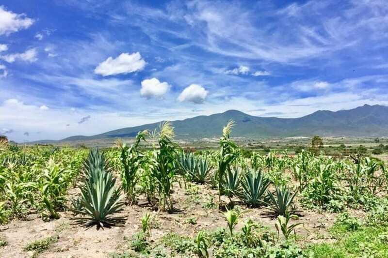Oaxaca: Private Gastronomy and Culture Tour - Final Thoughts