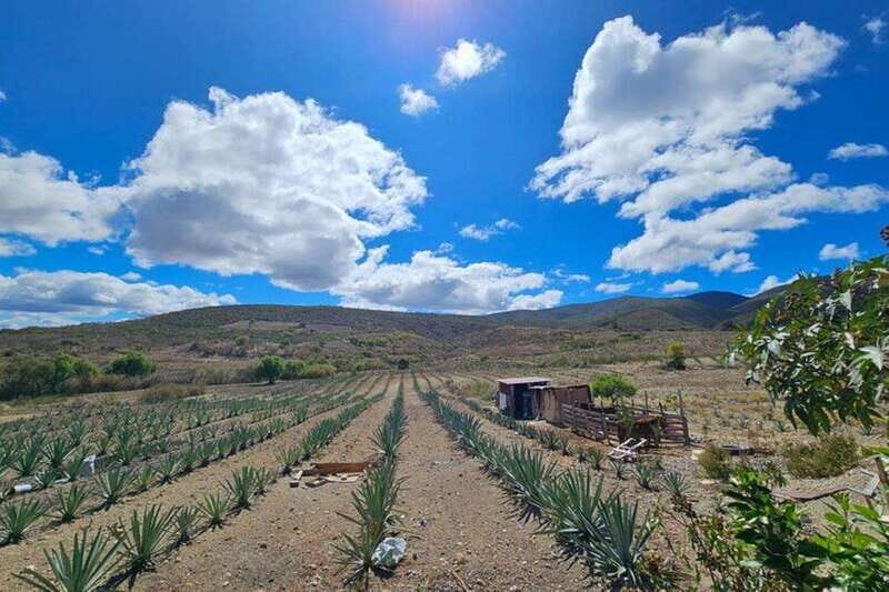 Oaxaca: Private Lunch in Maguey Fields with Mezcal Tasting - Who Is This Tour Best For?