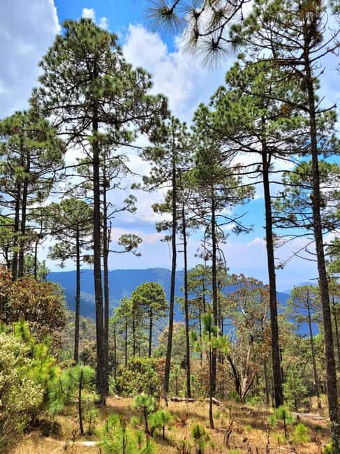 Oaxaca: Sierra Norte Ixtepeji Guided Hike & Lunch, Half-Day - Key Points