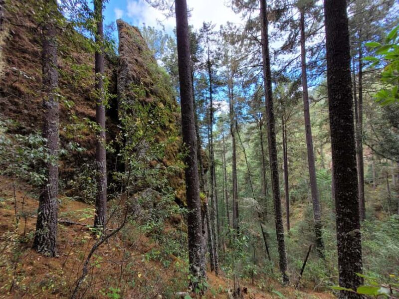 Oaxaca: Sierra Norte Ixtepeji Guided Hike & Lunch, Half-Day - FAQ