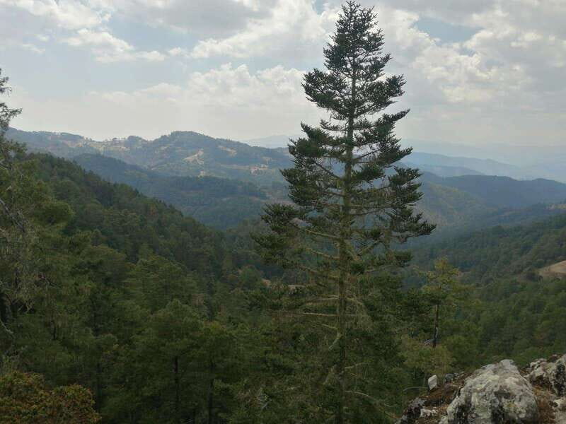 Oaxaca: Sierra Norte Tour with Zipline and Hanging Bridge - Key Points