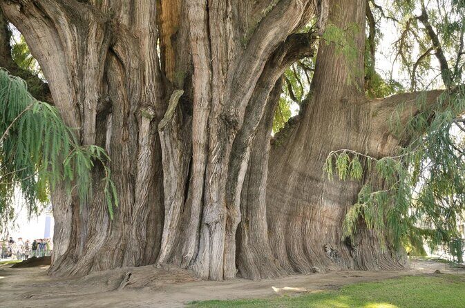 Oaxaca to Tule Tree Bike Tour - 6 hours - Key Points