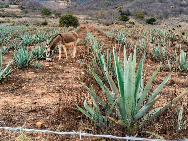 Oaxaca: Zapotec Roots, Mezcal and Textiles Tour - Review Highlights and Traveler Feedback