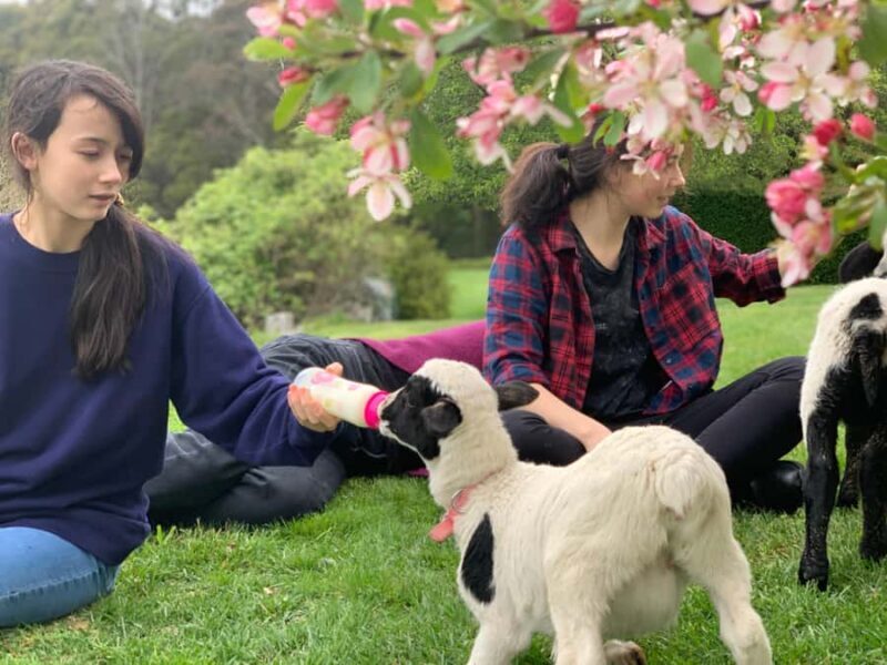 Oberon: Breaky with The Crew - Animal Lover Experience! - What to Expect on Your Farm Adventure