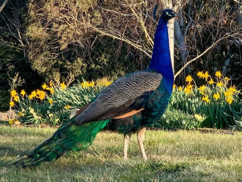Oberon: Breaky with The Crew - Animal Lover Experience! - Practical Details and Considerations