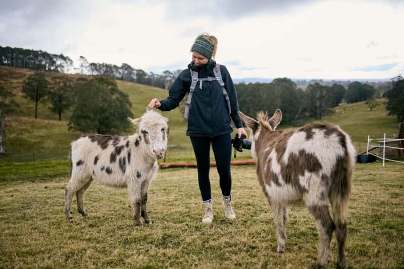 Oberon: Kenzell Farm Tour A Hands-On Animal Adventure! - The Itinerary: What to Expect at Kenzell Farm