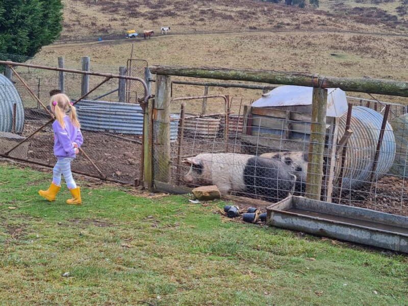 Oberon: Kenzell Farm Tour A Hands-On Animal Adventure! - Practical Details: What You Need to Know